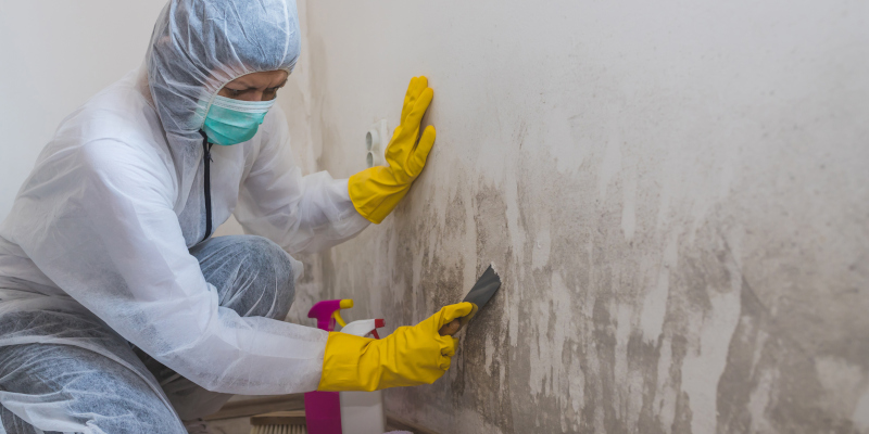 How Mold Damage Remediation Works